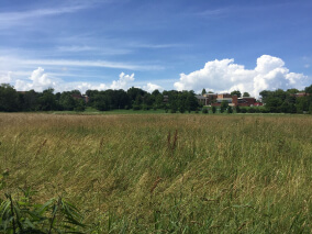 A picture of a wheat field